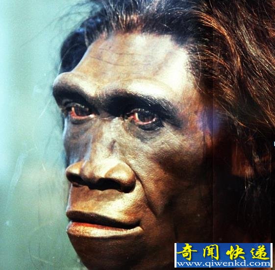如果它没有灭绝,很可能是日本人的祖先