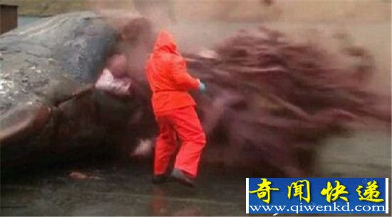 男子解剖巨鲸 竟发生诡异一幕吓坏了!