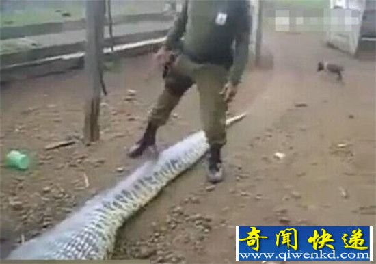 男子捕获9米大蟒蛇 剖开肚子后惊呆了!