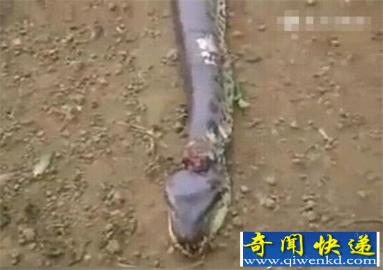 男子捕获9米大蟒蛇 剖开肚子后惊呆了!