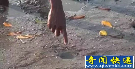 男子海边发现神秘生物 竟然是它惊呆了!