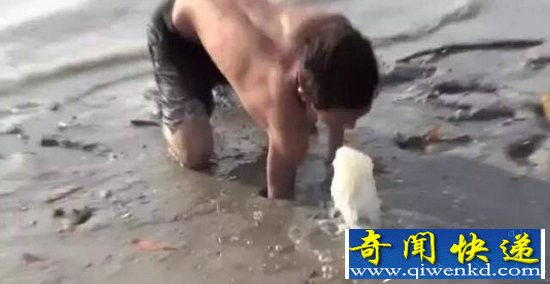 男子海边发现神秘生物 竟然是它惊呆了!