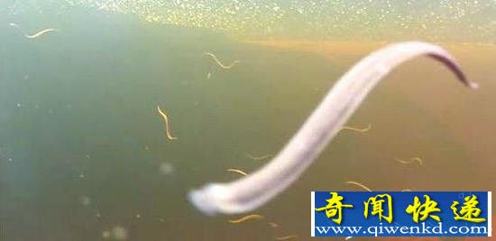 男子在水中拍照 竟无意间拍到了它!