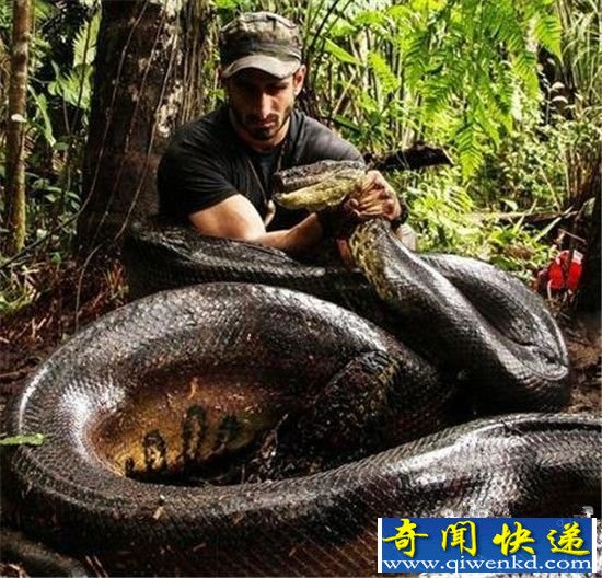 男子被巨型蟒蛇一口吞下 结果太惨了!