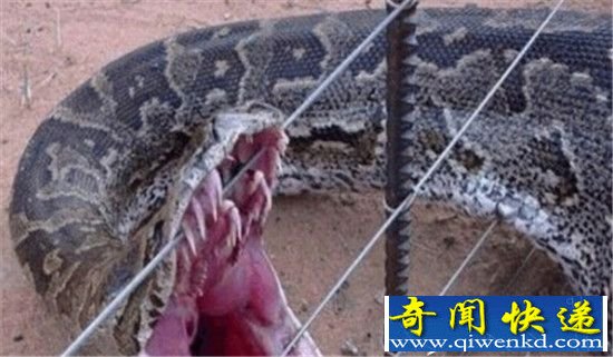 水库炸出巨蟒 竟有140岁成精了震惊?