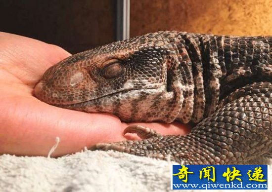 男子在探险时发现奇异生物 带回家之后惊呆了!