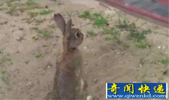 男子在野外发现了这个 简直不敢置信!