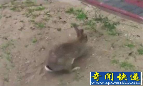 男子在野外发现了这个 简直不敢置信!