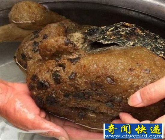 男子外出惊遇不明生物 竟是千年珍宝震惊!