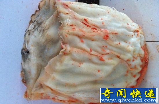 男子外出惊遇不明生物 竟是千年珍宝震惊!