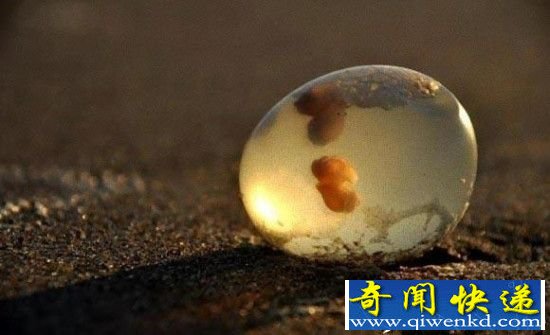 男子在沙滩上发现透明蛋 打开后吓死了!