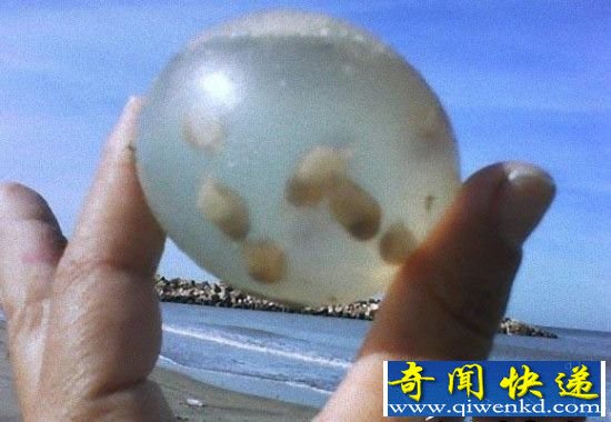 男子在沙滩上发现透明蛋 打开后吓死了!