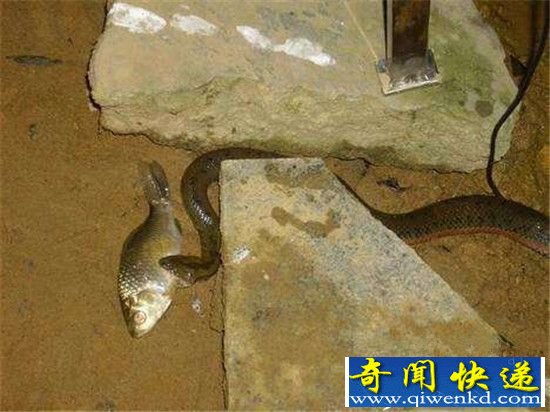 男子晚上到海边钓鱼 竟发现震惊的一幕!