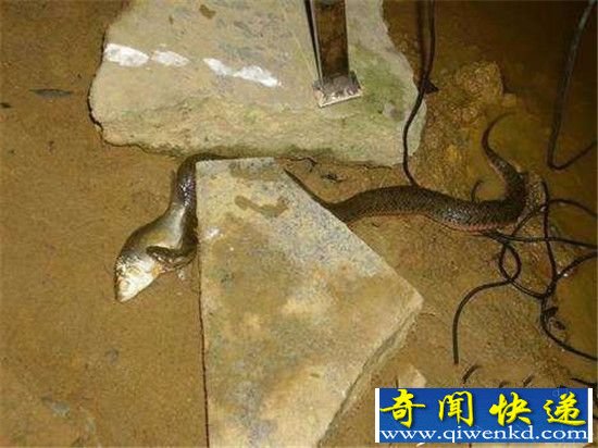 男子晚上到海边钓鱼 竟发现震惊的一幕!