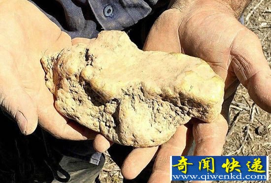 澳洲男子野外挖出8斤金块