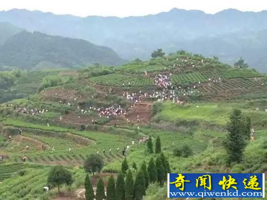 浙江一山村突然涌进上千人挖宝 一颗石头5万元