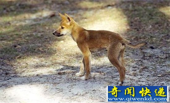 男子半边脸被狗叼走 医生白忙25小时