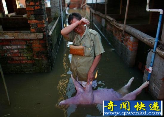 孝感河水漫堤养猪户遭殃 千头生猪冲走大半