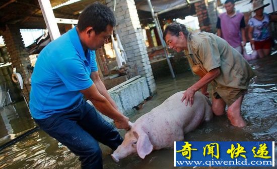 孝感河水漫堤养猪户遭殃 千头生猪冲走大半