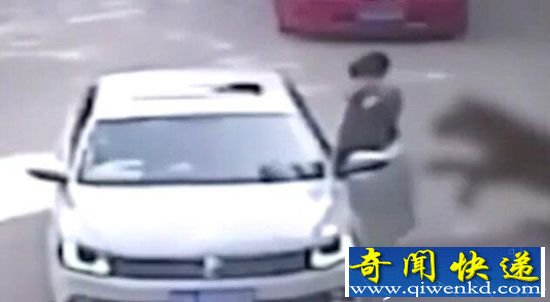 女游客野生动物园被老虎叼走 致一死一伤