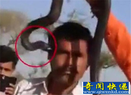 印度男子与蛇合照被咬 一个小时后毒发身亡