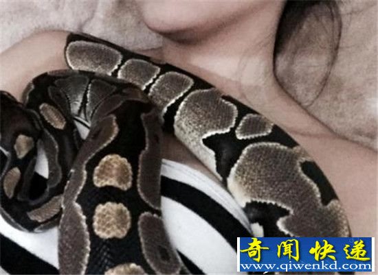 女老师床伴是蟒蛇 身材火辣与30厘米蟒蛇共眠让家长受不了