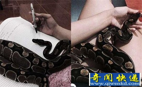 女老师床伴是蟒蛇 身材火辣与30厘米蟒蛇共眠让家长受不了