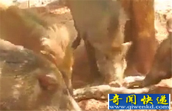 泰国巨蟒吞食小猪仔 野猪妈妈愤怒之下将巨蟒咬死