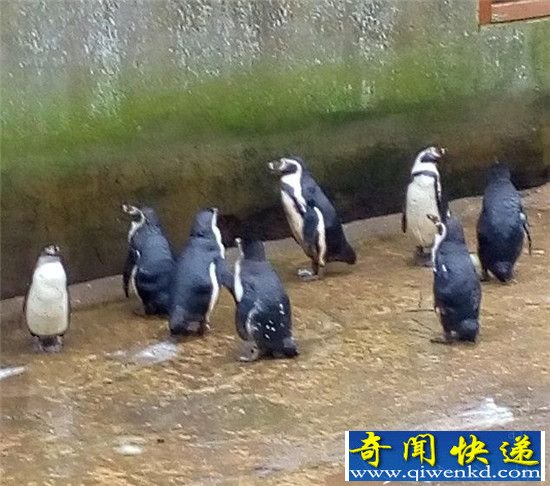 3年养死500只动物 动物憔悴遭虐待近况惨不忍睹