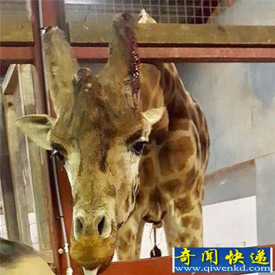 3年养死500只动物 动物憔悴遭虐待近况惨不忍睹