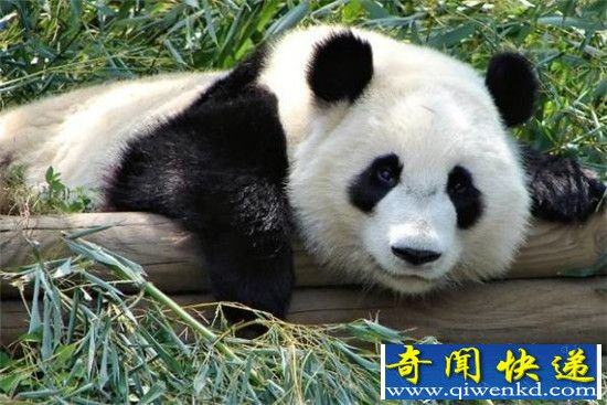 大熊猫的本质可不止卖萌 他们可是野生动物!