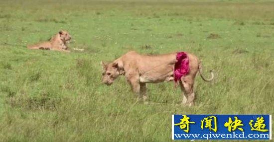 母狮捕猎被水牛顶伤 腹部被撕裂好大一块!