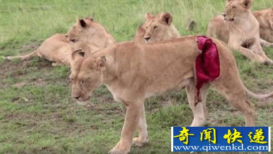 母狮捕猎被水牛顶伤 腹部被撕裂好大一块!