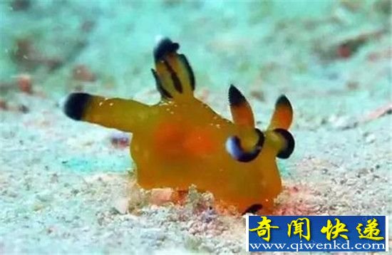 “外星生物”惊现日本海岸 外形酷似皮卡丘!