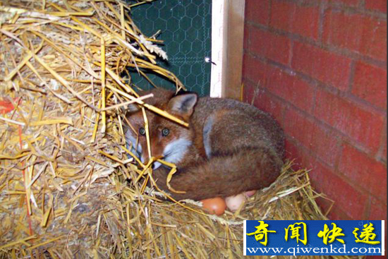 鸡舍的“不速之客”:狐狸替母鸡孵蛋!