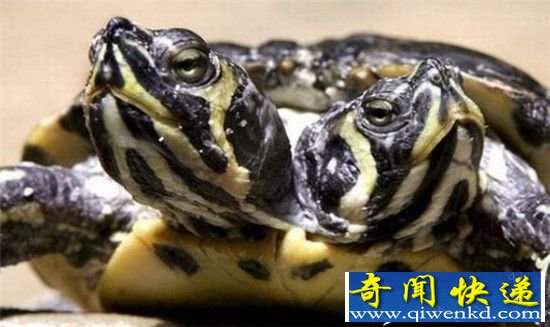 地球上罕见的双头动物:动物界的“异类”