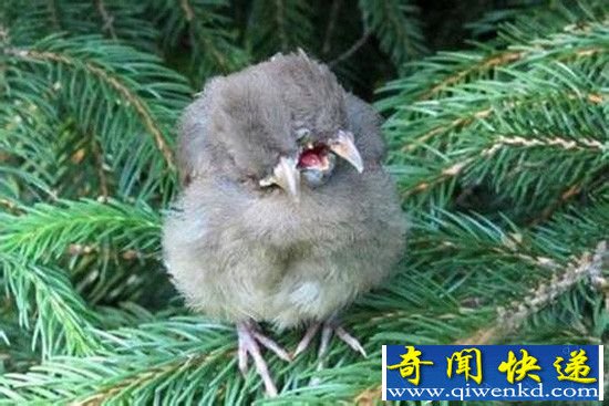 地球上罕见的双头动物:动物界的“异类”