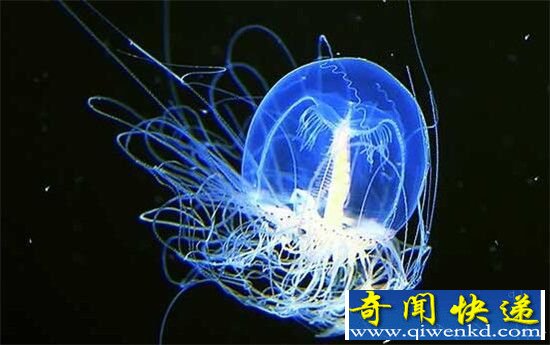灯塔水母长生不老的秘诀是什么?竟能长生不老!