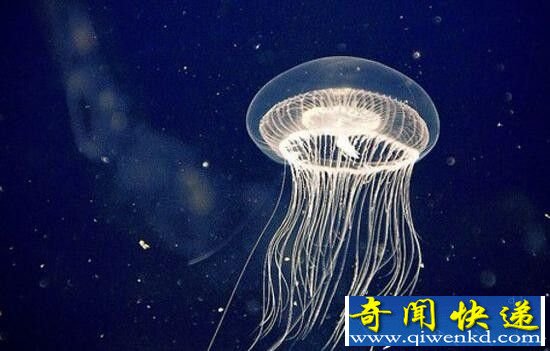 灯塔水母长生不老的秘诀是什么?竟能长生不老!