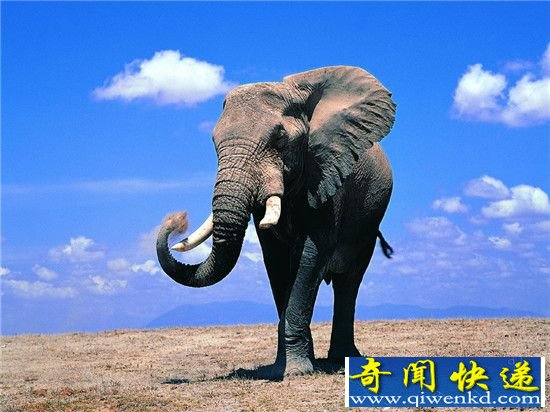 大象的寿命有多长:一般能活到180到200岁!