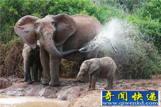 大象的寿命有多长:一般能活到180到200岁!