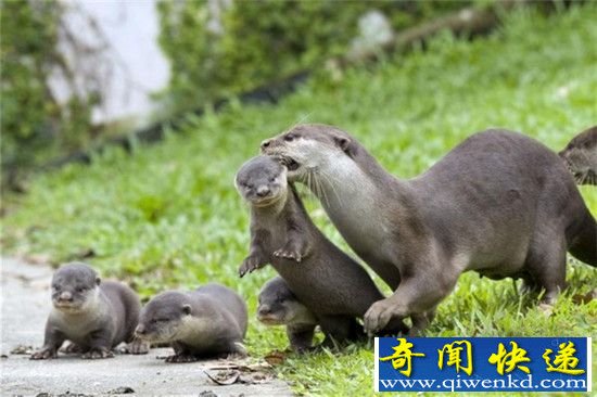 野生江獭小宝宝亮相新加坡:呆萌可爱天然呆