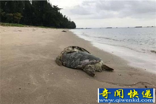 海龟卷入螺旋桨后死亡 龟壳开裂令人心寒