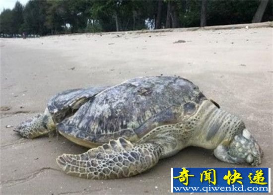 海龟卷入螺旋桨后死亡 龟壳开裂令人心寒