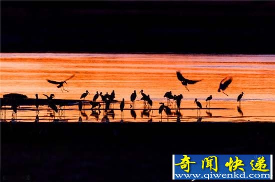 澳摄影师深入非洲六年 拍绝美动物剪影(图)