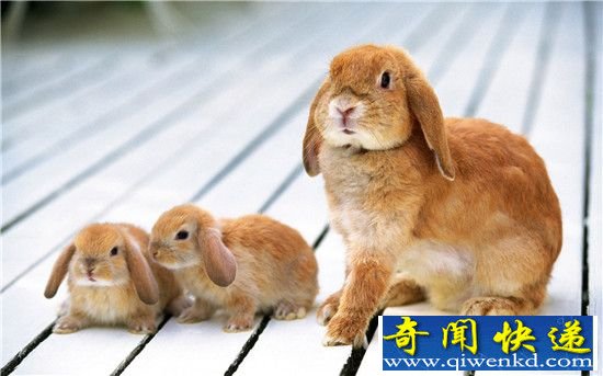 动物生殖能力大比拼:兔子繁殖能力竟然是最弱的!