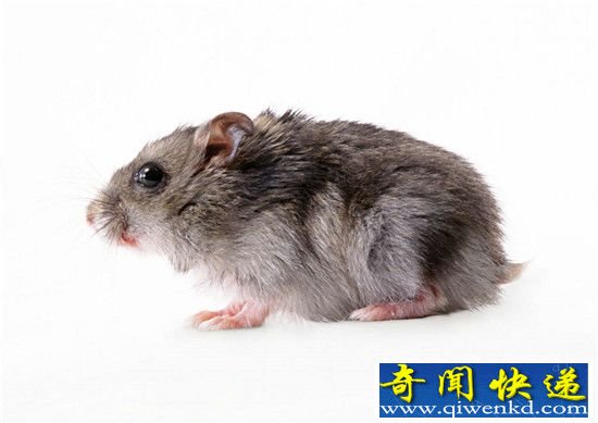 动物生殖能力大比拼:兔子繁殖能力竟然是最弱的!