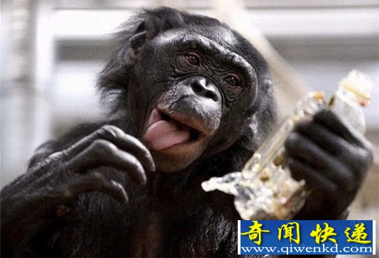 动物界的“色狼” 竟然是它!