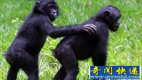 动物界的“色狼” 竟然是它!