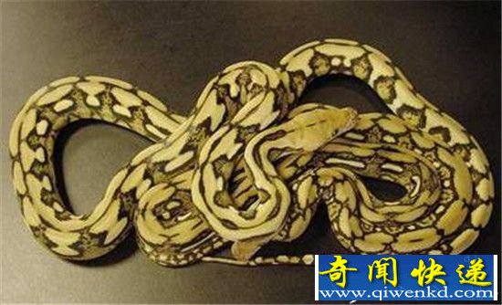 盘点全球最贵的五大宠物:真是有钱任性啊!